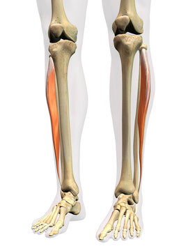 Lateral Fibularis Longus Muscle in Isolation on Human Leg Skeleton, 3D Rendering on White Background