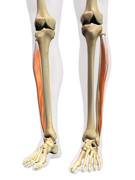 Peroneus Anterior Lower Leg Muscle in Isolation on Human Leg Skeleton, 3D Rendering on White Background