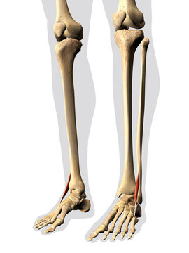 Peroneus Tertius Muscle in Isolation on Human Leg Skeleton, 3D Rendering on White Background