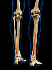 Posterior Hallucis Muscle in Isolation on Human Lower Leg Skeleton, 3D Rendering on Black Background - 646508523