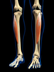 Tibialis Anterior Muscle in Isolation on Human Lower Leg Skeleton, 3D Rendering on Black Background - 646508525