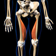 Male Vastus Medialis Muscles Anterior View Isolated on Human Skeleton Black Background - 646508559