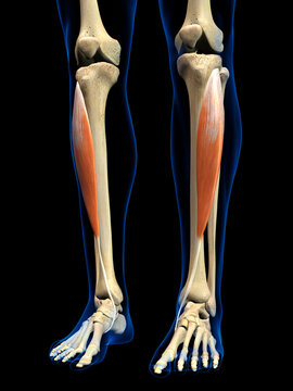 Tibialis Anterior Muscle in Isolation on Human Lower Leg Skeleton, 3D Rendering on Black Background