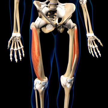 Male Vastus Lateralis Muscles Anterior View Isolated on Human Skeleton on Black Background