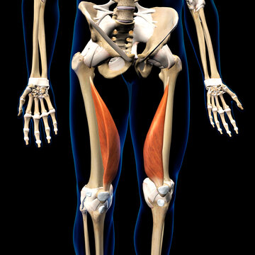 Male Vastus Medialis Muscles Anterior View Isolated on Human Skeleton Black Background