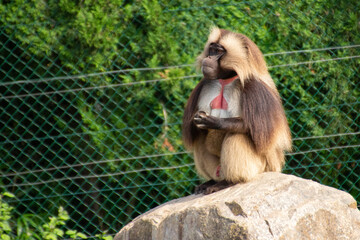 Gelada baboon sits on a stone in the zoo. African mountain monkey. Wild exotic animal. Nature and fauna
