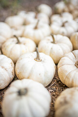 Small white pumpkins. Harvest season. Thanksgiving background. Halloween decorations.