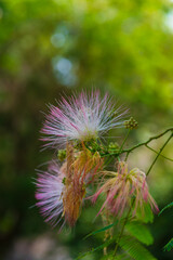 Mimosa (Fabaceae) in bloom, Etchmiadzin