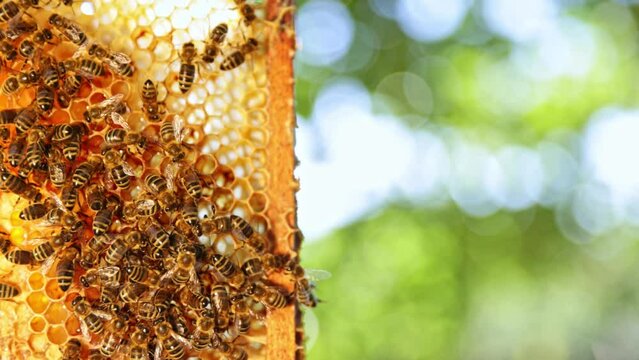 Bees Walking on Honeycomb and Carrying Honey. Macro shot of Domesticated Insect, Beekeeper and Farmers Life.