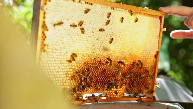 Bees Walking on Honeycomb and Carrying Honey. Macro shot of Domesticated Insect, Beekeeper and Farmers Life.