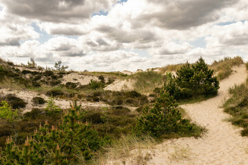 Duna di sabbia con vegetazione spontanea