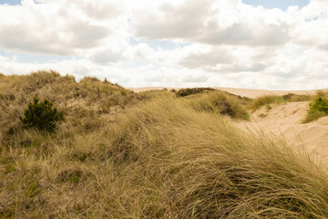 Duna di sabbia con vegetazione spontanea