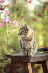 Obraz premium Photo of a striped kitten in a summer garden.