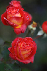 Very beautiful red-yellow varietal rose in drops of dew