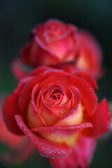 Very beautiful red-yellow varietal rose in drops of dew