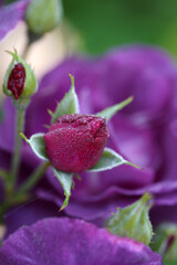 Very beautiful purple varietal rose in drops of dew