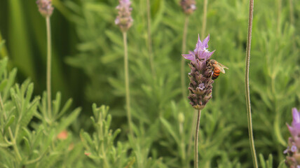Abelha pousando em uma flor de lavanda em uma plantação