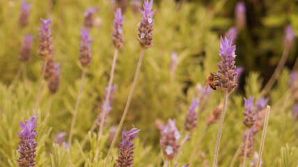Flor da lavanda em uma plantação