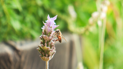Inseto abelha polinizando uma flor de lavanda