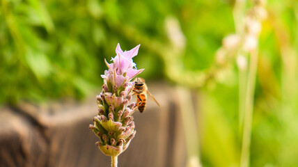 Abelha polinizando uma flor de lavanda em uma plantação