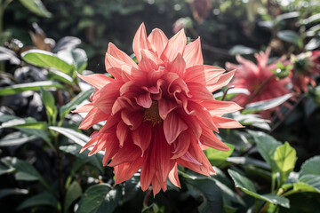 red dahlia flower