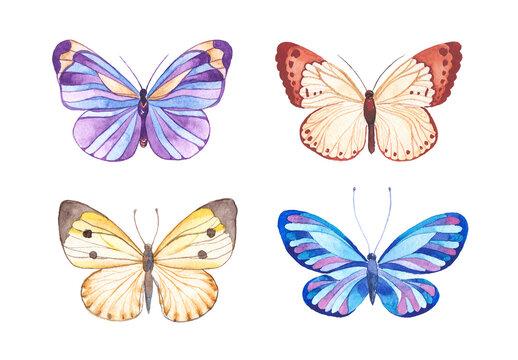 Watercolor painted butterfly. Hand drawn design elements isolated on white background.
