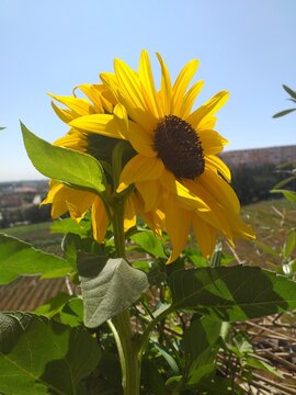 sunflower in the garden