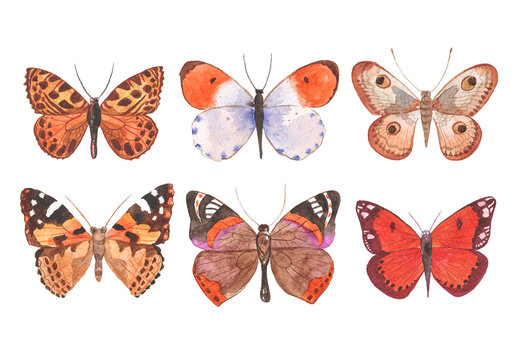 Watercolor painted butterfly. Hand drawn design elements isolated on white background.