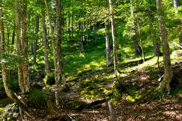 Obraz premium Beautiful broadleaf, deciduous, temperate beech (Fagus sylvatica) forest