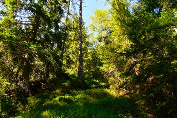 Fototapeta premium Conifer spruce (Picea abies) forest
