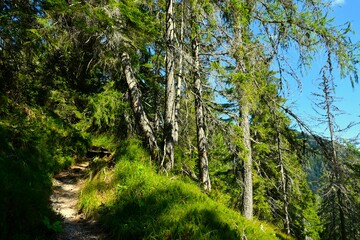 Hiking trail in Karavanke mountains, Slovenia leading next to conifer spruce (Picea abies) trees