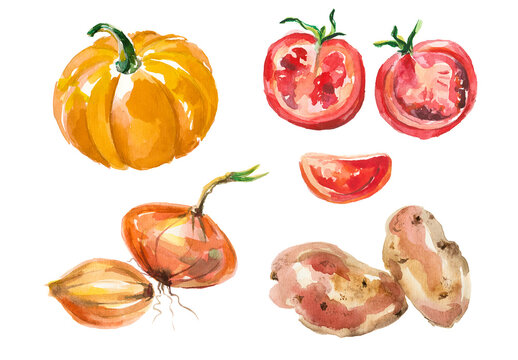 Watercolor painted collection of vegetables. Hand drawn fresh food design elements isolated on white background.