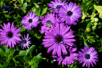 purple flowers in the garden