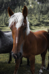 Obraz premium Wildes Pferd auf Hochplateau