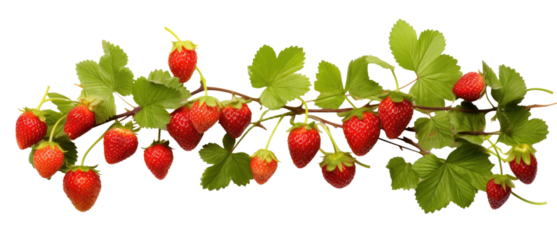 ripe strawberries on a branch with leaves, png file of isolated cutout object on transparent background.