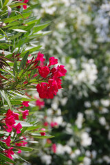 Close-up of red oleander blossoms