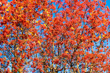 red autumn rowanberry branch. red autumn rowanberry background. autumn season with red rowanberry