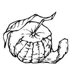Sketch,doodle of citrus fruit tangerine.Vector graphics.