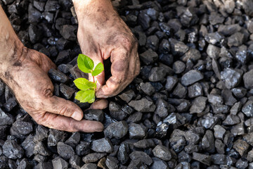 hands of a miner planting a green plant on a coal heap, Environmental concept, carbon free, climate goal, Energy industry - obrazy, fototapety, plakaty