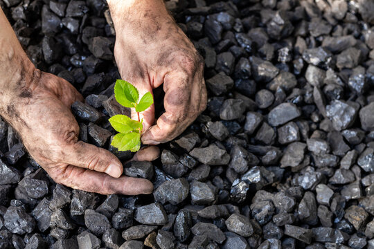 Hands Of A Miner Planting A Green Plant On A Coal Heap, Environmental Concept, Carbon Free, Climate Goal, Energy Industry