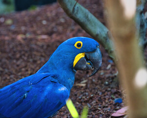 The hyacinth macaw in the Paris zoologic park, formerly known as the Bois de Vincennes, 12th arrondissement of Paris, which covers an area of 14.5 hectares