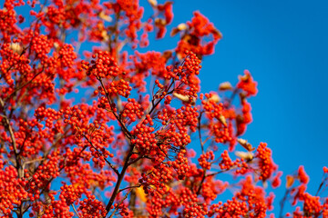 red fall rowanberry branch. october red fall rowanberry. fall season with red rowanberry