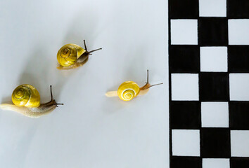 Top down view of Three snails slowly racing to a checkerboard finish line with a checkerboard finish line.