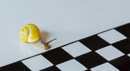 Lonely Snail crossing the Finish Line on White Background