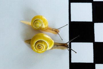 Top Down View of Two Snails racing to the Finish Line on White Background