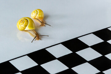 Close up view of two snails slowly racing to a checkerboard finish line with a checkerboard finish line.
