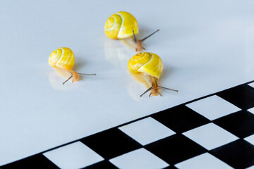 Close up view of two snails slowly racing to a checkerboard finish line with a checkerboard finish line.