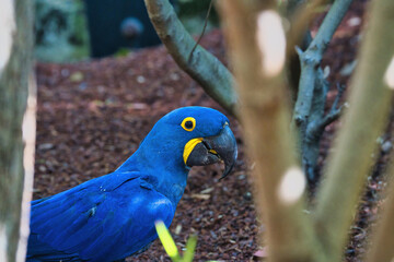 The hyacinth macaw in the Paris zoologic park, formerly known as the Bois de Vincennes, 12th arrondissement of Paris, which covers an area of 14.5 hectares