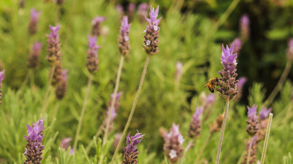 Uma flor de lavanda com uma abelha