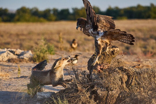 Aquila fasciata flying near field